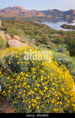 Wildflowers along Bartlett Lake, Tonto National Forest, near Phoenix, Arizona. Stock Photo