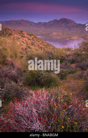 Wildflowers along Bartlett Lake, Tonto National Forest, near Phoenix, Arizona. Stock Photo