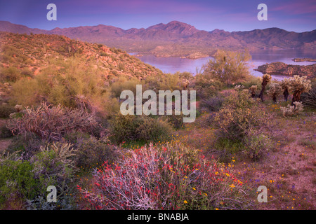 Wildflowers along Bartlett Lake, Tonto National Forest, near Phoenix, Arizona. Stock Photo