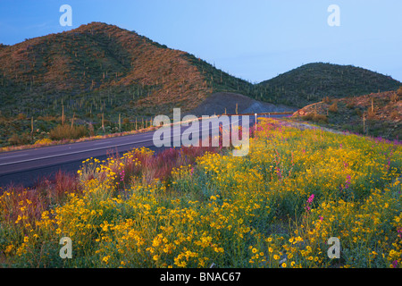 Spring wildflowers along Highway 60 (Superstition Highway), Tonto National Forest, East of Phoenix, Arizona.