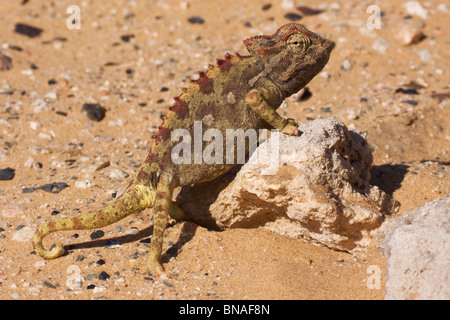 Namaqua Chameleon in desert near Swakopmund, Namibia Stock Photo