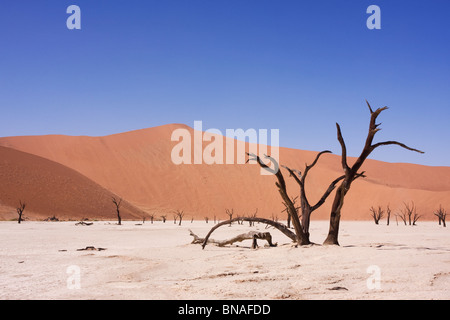 Dead acacia trees in Soussusvlei, Namibia Stock Photo