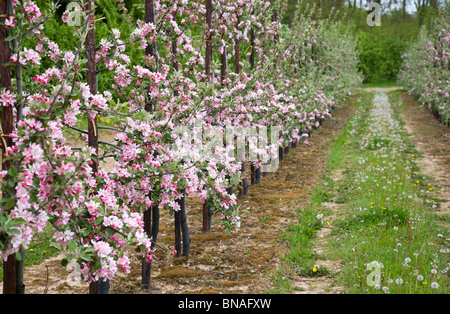 Pink apple blossom on rows of cultivated apple trees in  Kent orchard Stock Photo