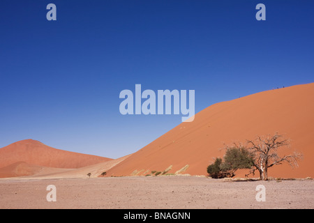 Dune 45 , Sossusvlei, Namib Naukluft National Park Stock Photo