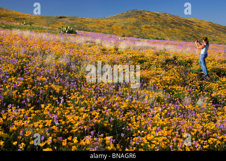 Wildflowers in Black Hills, Arizona. (model released) Stock Photo