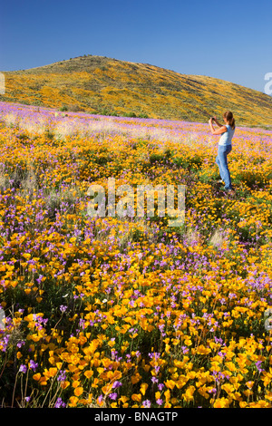 Wildflowers in Black Hills, Arizona. (model released) Stock Photo