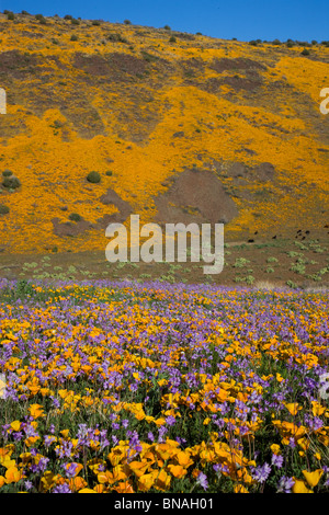 Wildflowers in Black Hills, Arizona. Stock Photo