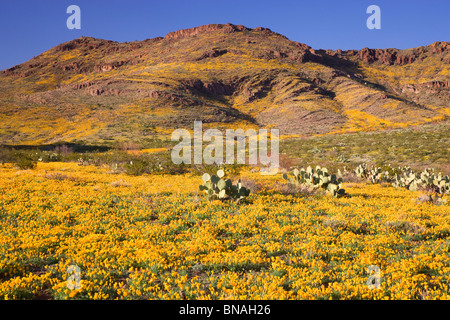 Wildflowers in Black Hills, Arizona. Stock Photo