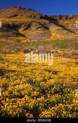 Wildflowers in Black Hills, Arizona. Stock Photo