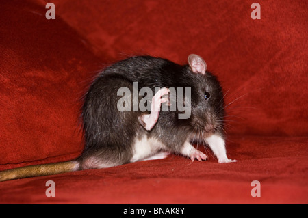 Giant Brown Cute Pet Rat Stock Photo