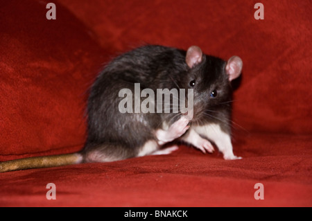 Giant Brown Cute Pet Rat Stock Photo