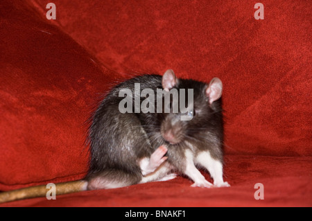 Giant Brown Cute Pet Rat Stock Photo