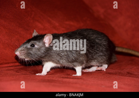 Giant Brown Cute Pet Rat Stock Photo