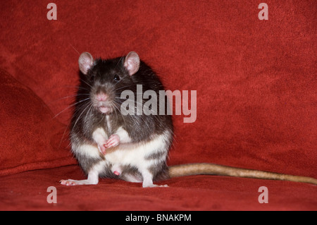 Giant Brown Cute Pet Rat Stock Photo