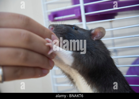 Giant Brown Cute Pet Rat Stock Photo