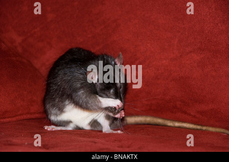 Giant Brown Cute Pet Rat Stock Photo