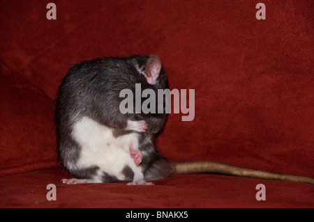 Giant Brown Cute Pet Rat Stock Photo