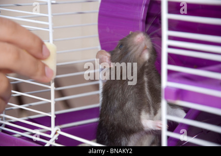 Giant Brown Cute Pet Rat Stock Photo