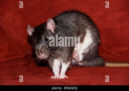 Giant Brown Cute Pet Rat Stock Photo