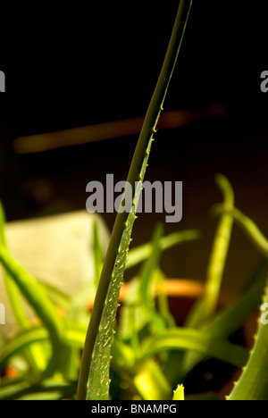 vivid green aloe vera plant on a vase close up Stock Photo