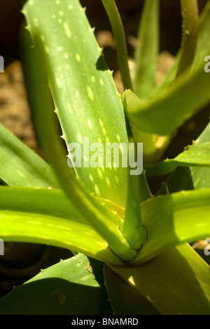 vivid green aloe vera plant on a vase close up Stock Photo