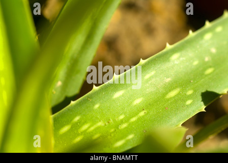 vivid green aloe vera plant on a vase close up Stock Photo