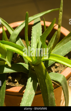 vivid green aloe vera plant on a vase close up Stock Photo