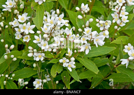 Deutzia crenata 'Nikko', a dwarf flowering shrub Stock Photo