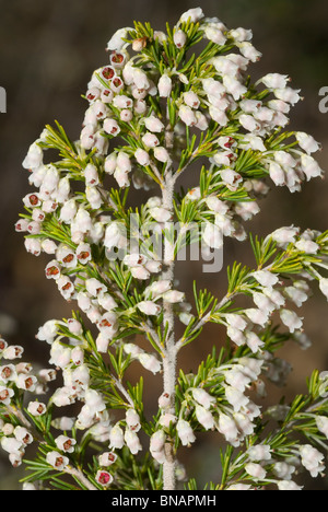 Tree heath (Erica arborea) Stock Photo