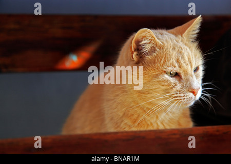 Ginger cat sitting on bench at table. Stock Photo