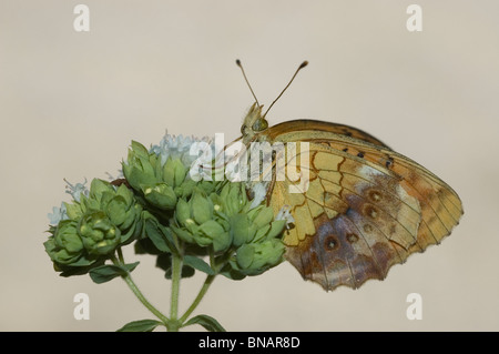 Marbled Fritillary (Brenthis daphne) Stock Photo
