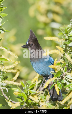 Steller's Jay perching in Willow Tree - Vertical Stock Photo