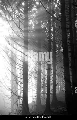 Sitka Spruce trees with god reys in fog. Samuel H. Boardman State Scenic Corridor. Oregon Stock Photo