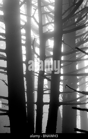 Sitka Spruce trees in fog. Samuel H. Boardman State Scenic Corridor. Oregon Stock Photo