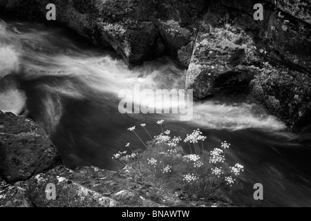 Pungent Desert Parsley (Lomatium grayi) and Catherine Creek. Columbia River Gorge National Scenic Area, Washington Stock Photo