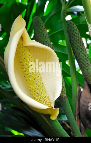 Close up of Philodendron flower - fruit Stock Photo