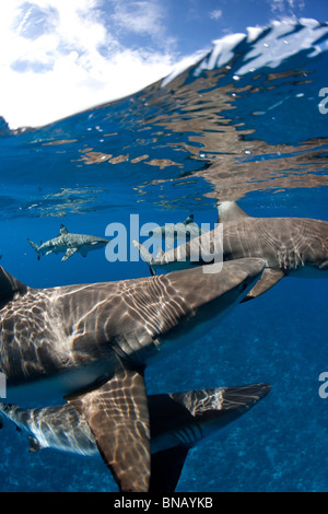 Blacktip reef sharks at surface. Stock Photo