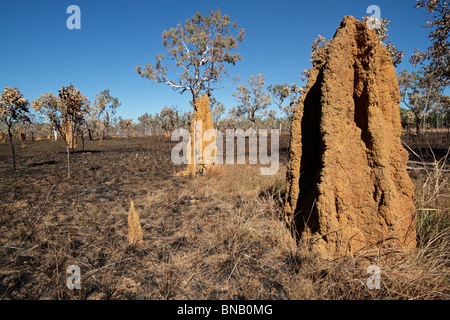 Massive cathedral termite mounds (Nasutitermes triodae), Kakadu National Park, Northern Territory, Australia Stock Photo