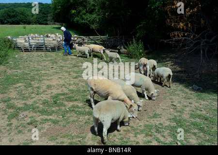 Herd of shorn Sheep being fed Stock Photo