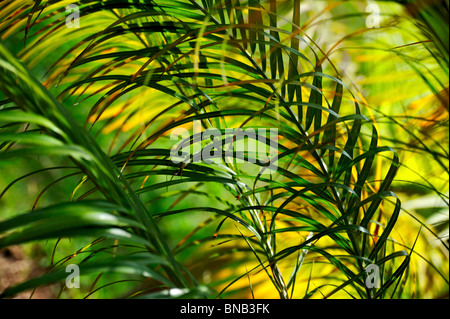 Palm tree leaves– Neodypsis - abstract background Stock Photo