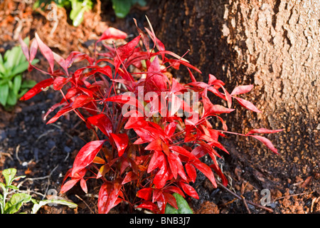 Dwarf cultivar of Nandina domestica, commonly known as Sacred Bamboo. Family: Berberidaceae, Genus: Nandina. Stock Photo
