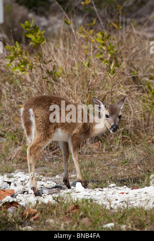 Key Deer - odocoileus virginianus clavium on No Name Key Stock Photo