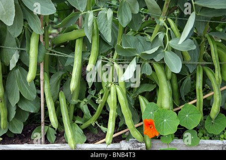 Broad beans ready for harvest Stock Photo