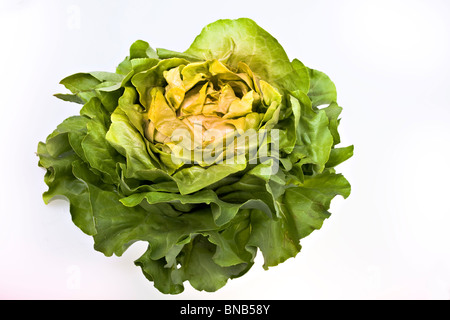 Fresh salad lettuce isolated on white Stock Photo