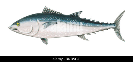 Bluefin tuna Stock Photo