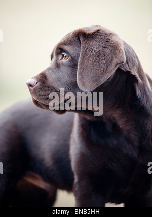 Chocolate Labrador Retriever dog lab Stock Photo