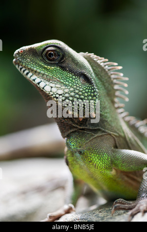 Green Water Dragon (Physignathus cocincinus Stock Photo - Alamy