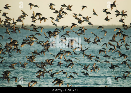 Common Ringed Plovers and Curlew Sandpipers in flight with the ocean in the background. Stock Photo