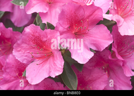 Close up of Pink Hibiscus flowers in Monks Cowl, Giants Castle Game Reserve, KwaZulu-Natal, South Africa Stock Photo