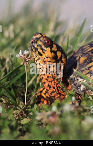 Eastern Box Turtle Stock Photo - Alamy